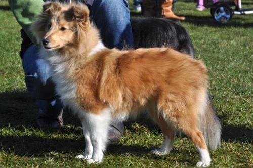 sheltie baby - córeczka Jecky & Bona