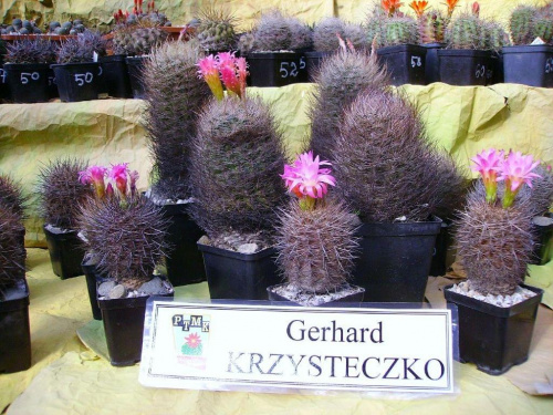 Obrazek