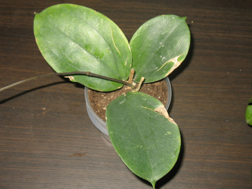 Hoya Lambii