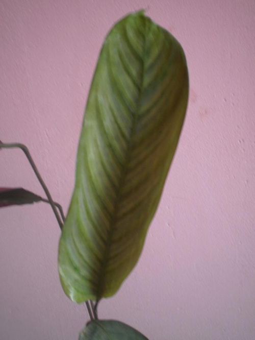 Obrazek