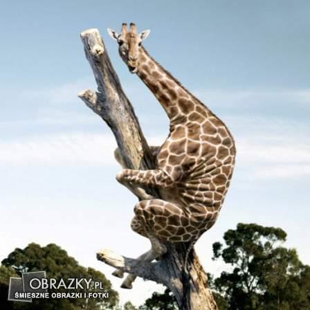 Obrazek