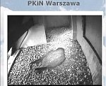 http://images46.fotosik.pl/92/dfad0b4e83d01063m.jpg
