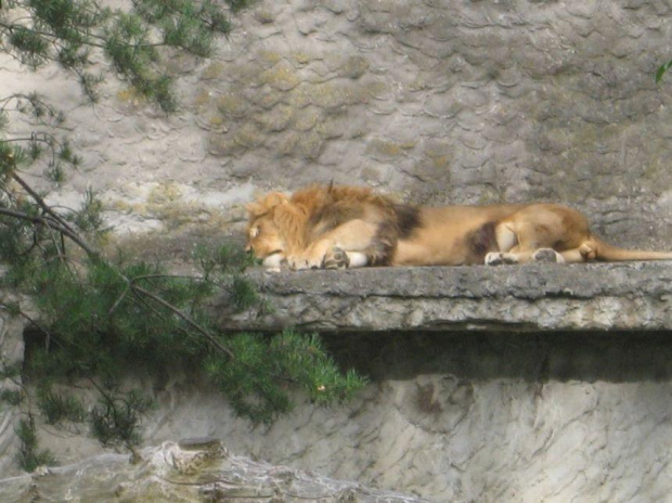 .. urlop w Warszawie .. (8.08.2008 - 11.08.2008) #warszawa #zoo #okęcie #lotnisko #boeing