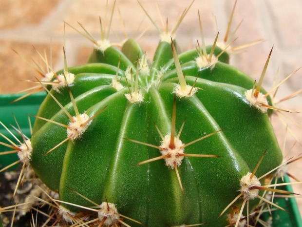 Echinopsis multiplex