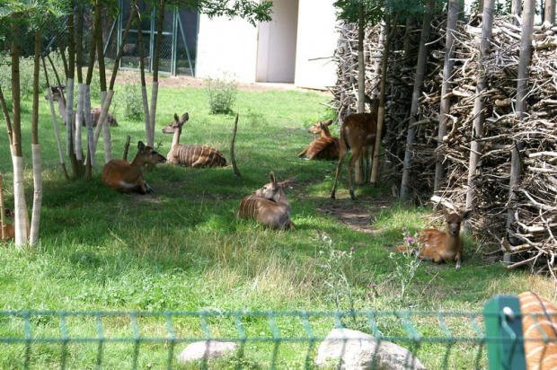 zaprosiłem 3 dzieci i mamę-ciocię do ZOO ale była sjesta zwierzęca i mało było szalonych zwierząt widać :) #ZOO