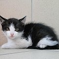 Koty do adopcji #koty #kot #adopcje #adoptuję #przygarnę #Gliwice #schronisko #zaadoptuję #szukam