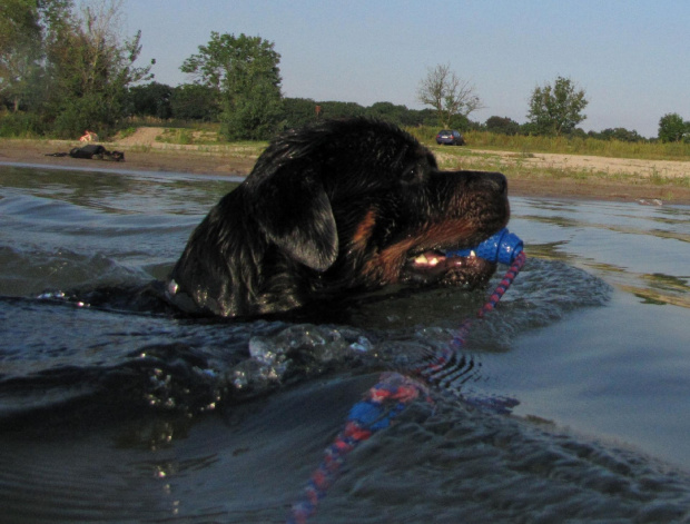 Amigo 2011-08-18 #amigo #psy #rottweiler