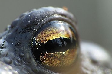 #żaba #makro #woda #oko #canon #powershot #SX1IS #Raynox