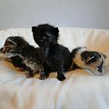 Koty do adopcji #adopcja #adopcje #Gliwice #kocięta #kot #kotki #koty #pomoc #przygarnę #schronisko #zaadoptuję #zwierzęta