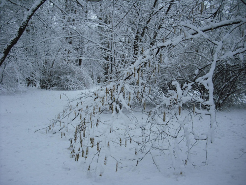 20.03.09r.park Strzelecki-Tarnów. #zima