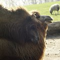 #zoo #wielbłąd #natura #piękno #przyroda #zwierzę #Ostrava #CzeskieZoo #wycieczka