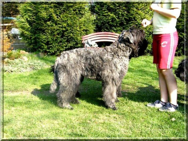 Bouvier des Flandres Breldream #BouvierDesFlandres #breldream #LooserBreldream #LadybirdBreldream #LavinaBreldream