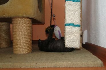 Koty do adopcji #adopcja #adopcje #Gliwice #kocięta #kot #kotki #koty #pomoc #przygarnę #schronisko #zaadoptuję #zwierzęta