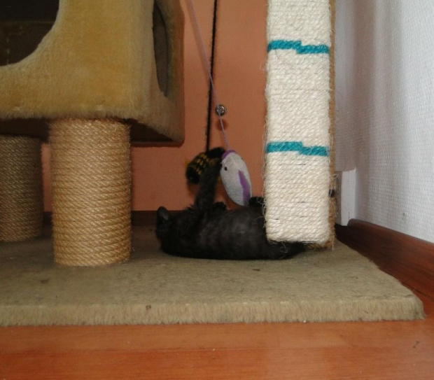 Koty do adopcji #adopcja #adopcje #Gliwice #kocięta #kot #kotki #koty #pomoc #przygarnę #schronisko #zaadoptuję #zwierzęta
