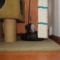 Koty do adopcji #adopcja #adopcje #Gliwice #kocięta #kot #kotki #koty #pomoc #przygarnę #schronisko #zaadoptuję #zwierzęta