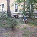 Lipiny 2011