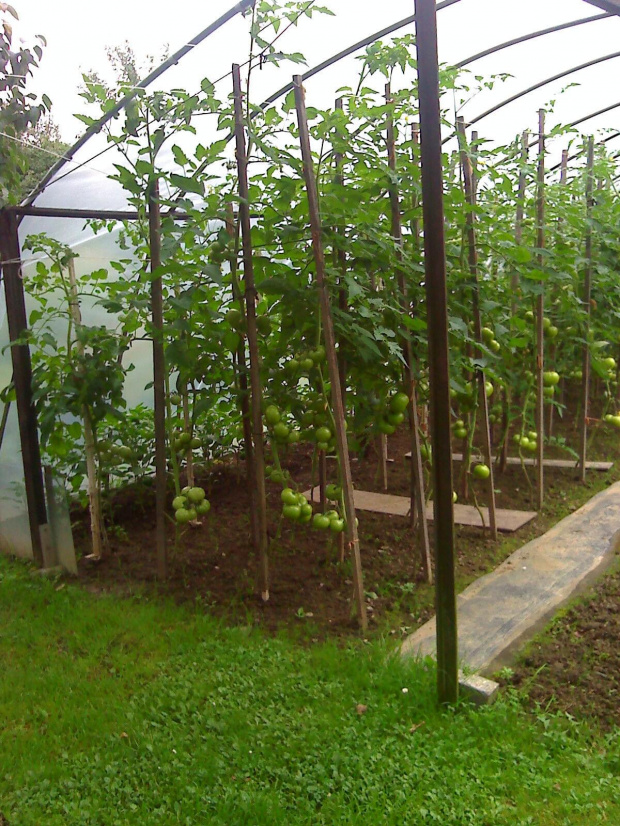 pomidory pod osłonami
