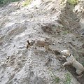 Szaleństwa Rika ;D