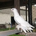 Wywrotek Mazurski - biały, hod. Paweł Marcinkiewicz #Gołębie #Pigeons #WywrotekMazurski #BarwnogłówkaKrólewiecka #KonigsbergerFarbenkopf