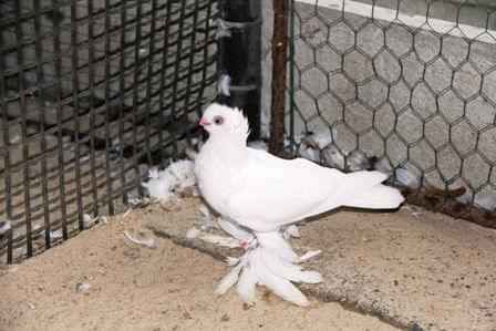 Wywrotek Mazurski - biały, hod. Paweł Marcinkiewicz #Gołębie #Pigeons #WywrotekMazurski #BarwnogłówkaKrólewiecka #KonigsbergerFarbenkopf