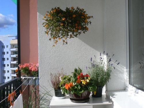 Kompozycja jesienna na balkonie #Kwiaty