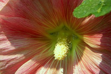 Żarnowiec-z parku Marii Konopnickiej
http://www.muzeumzarnowiec.pl/ #kwiaty #malwy #ogród