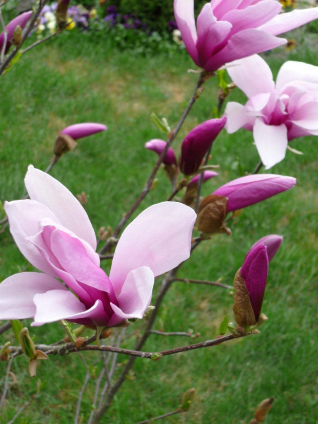 Zakwitła magnolia.