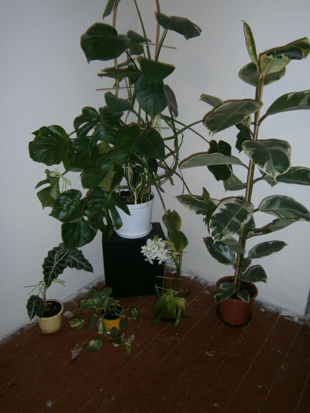 kwiatki