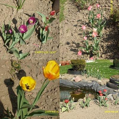Tulipany w moim ogródku