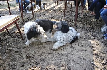 #pon #PolskiOwczarekNizinny #AmaCanem #szczeniaki #psy #hodowla