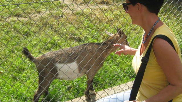 mini ZOO na terenie Caritasu w Myczkowcach