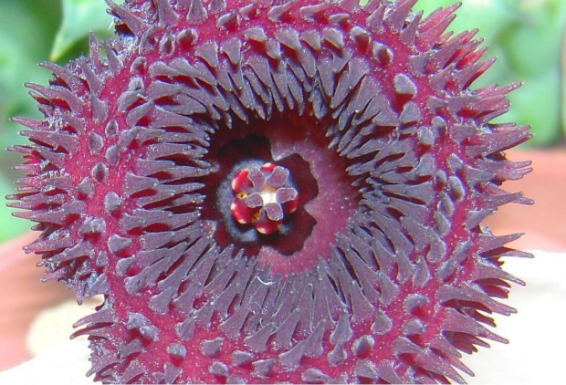 huernia