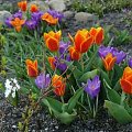 Tulipany+krokusy