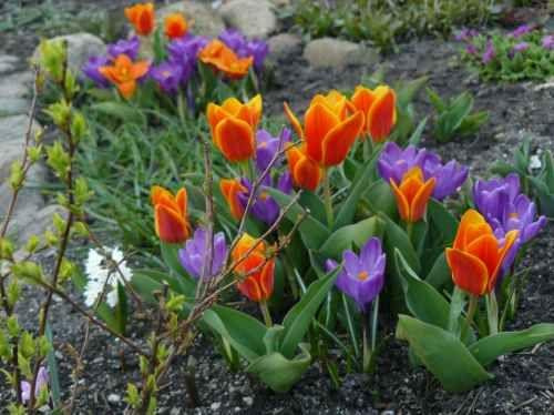 Tulipany+krokusy