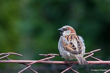 #wróbel #ptaki #przyroda #natura