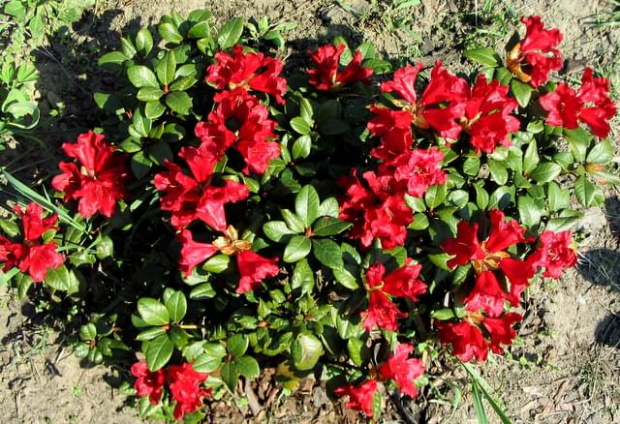 rhododendron baden baden