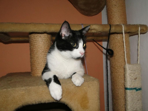 Koty do adopcji #adopcja #adopcje #Gliwice #kocięta #kot #kotki #koty #pomoc #przygarnę #schronisko #zaadoptuję #zwierzęta