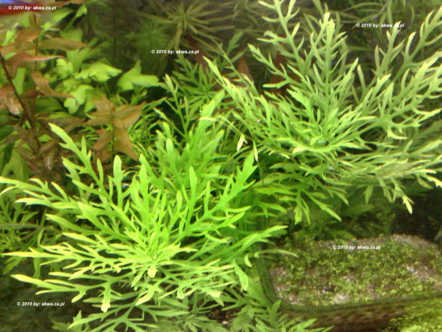 Hygrophila difformis #akwariowe #rośliny