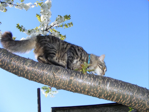 Oscar #kot #koty #drzewo