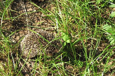 Młode jeże #MałyJeżJeżyk