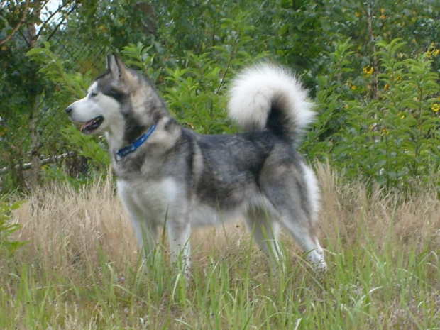 Masza z Howerli #masza #MaszaZHoiwerli #AlaskanMalamute