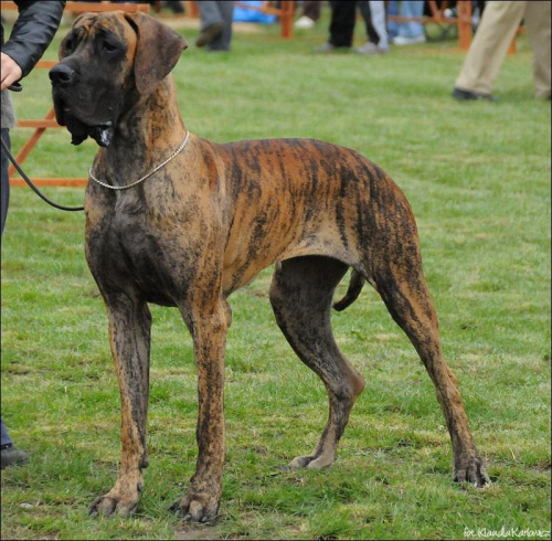 BAKALIA z Kuźni Napoleońskiej - I dosk, Mł.Zw.Klubu 2008