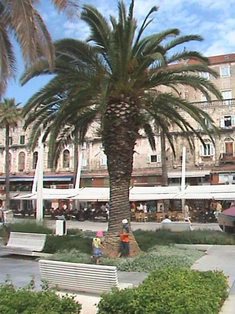 Oto palmy w Split i Olaf z Oliwią
