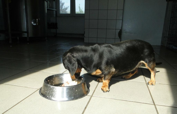 Koty do adopcji #adopcja #adopcje #Gliwice #kocięta #kot #kotki #koty #pomoc #przygarnę #schronisko #zaadoptuję #zwierzęta