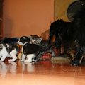 Koty do adopcji #adopcja #adopcje #Gliwice #kocięta #kot #kotki #koty #pomoc #przygarnę #schronisko #zaadoptuję #zwierzęta