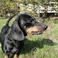 Koty do adopcji #adopcja #adopcje #Gliwice #kocięta #kot #kotki #koty #pomoc #przygarnę #schronisko #zaadoptuję #zwierzęta
