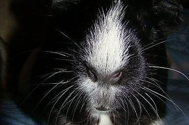 #gryzonie #marowate #ŚwinkaMorska #ŚwinkiMorskie #zwierzęta