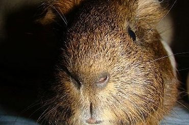 #gryzonie #marowate #ŚwinkaMorska #ŚwinkiMorskie #zwierzęta