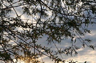 #Bralin #drzewo #liście