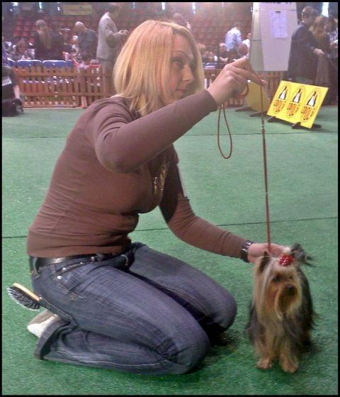 Yorkshire Terrier